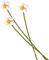 your castle Filzblumen, handgemachte Dekoblumen, fairer Handel, nachhaltige Deko aus Filz, realistische Kunstblumen, künstliche Stoff Blumen, 3 Stück mit Blüten in weiß