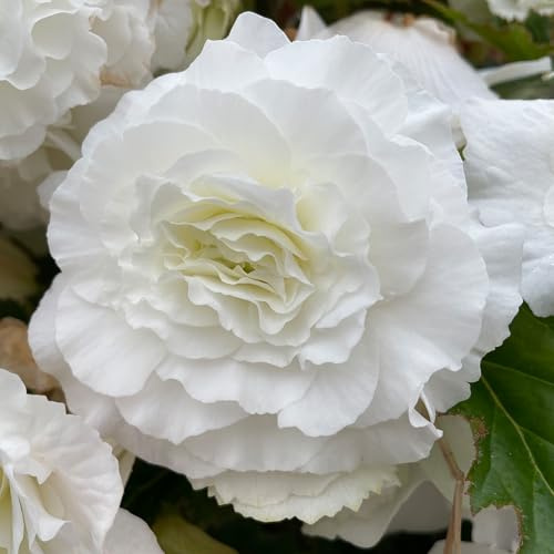 Begonia tuberosa bianca doppia perenne piante da esterno fioritura estiva
