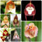 50 Pcs Affen Orchidee Samen, Seltene Pflanzen, Wohnzimmer Deko, Blumensamen Mischung Affengesicht Orchidee Pflanze Samen - Dracula Simia - Orchideen Samen, Winterharte Pflanzen