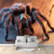 Art Photo Wallpaper Red, Green and Orange Spider Non-Woven Living Room Bedroom Wall Decoration - Photo Mural- Gaming Room TV Background Wall Decor 300 x 210 cm