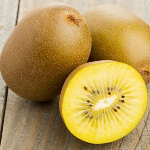 Vivai le Georgiche - Pianta vera di Actinidia deliciosa Minkigold - femmina Kiwi - vaso Ø 18 cm - altezza alla vendita 100-120 cm