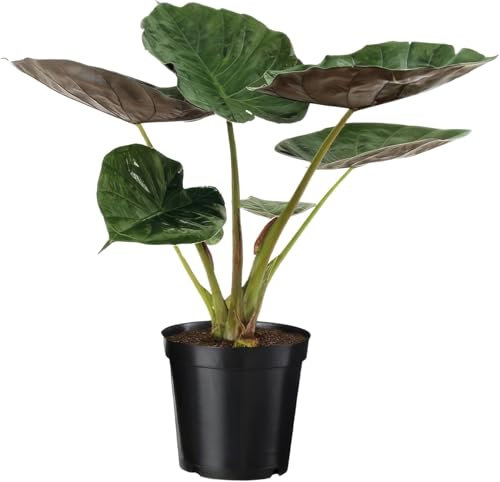Happy Plants Alocasia Elefantenohr Pflanze I 70 cm x ⌀19 cm, exotische Zimmerpflanze Topfpflanze Tropenpflanze grün, Indoor für Innenräume, frisch aus unserer Gärtnerei (Rote Blätter)