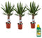 Plant in a Box - Yucca Éléphantipes - Set de 3 - Pied d'éléphant - Plante d'intérieur - Pokon - Pot de 14cm - hauteur 50-60cm