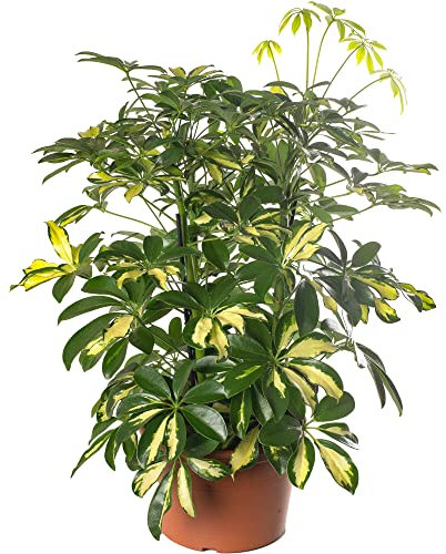 Schefflera Gold Capella Large Indoor House Plant Real Evergreen Tall Rare Plants (45-60cm (Incl. Pot))