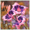 Winterhartes, Zwiebeln Blumen, Gartenpflanzen Winterhart Mehrjährig,Zwiebeln Mix,Lebende Pflanzen,Gartenblumen, Pflanzen Geschenk-5 Taglilien Rhizom