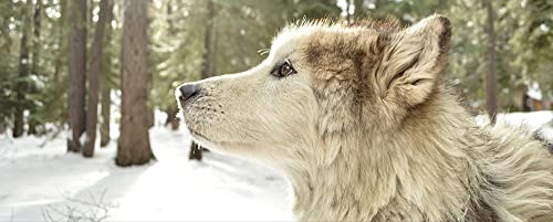 hansepuzzle 34584 - Wolf Panorama-Puzzle 2000 Teile - Tierwelt Motiv mit hochwertiger Aufbewahrung: Kartonbox und wiederverschließbarem Beutel - Format 116,6 × 46,7 cm