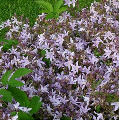 6 x Hängepolster Glockenblume 'Lisduggan' - Campanula Posch. 'Lisduggan' Topf 9x9cm: Weiße Blüten, attraktiver Bodendecker, anspruchslos.