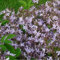 6 x Hängepolster Glockenblume 'Lisduggan' - Campanula Posch. 'Lisduggan' Topf 9x9cm: Weiße Blüten, attraktiver Bodendecker, anspruchslos.