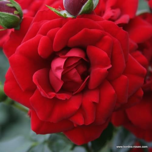 2 x Rose - Rosa 'Amadeus' Topf 25-30 cm - Die robuste Kletterrose mit blutroten Blüten und gesundem Laub