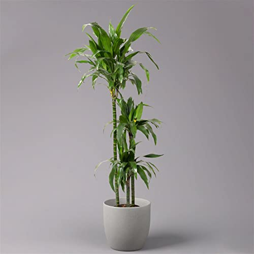 Duftender Drachenbaum 'Janet Craig', Topf-Ø 24 cm, Höhe ca. 150 cm