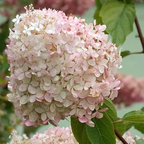 Vivai le Georgiche - Pianta vera di Hydrangea paniculata Phantom Ortensia paniculata 'Phantom' - vaso Ø 18 cm