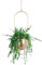 Anawakia Macetero colgante de metal para colgar flores (oro ovalado)