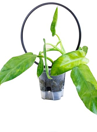 Runde Rankhilfe für Pflanzen | 3D Druck | In vielen Farben | Kletterpflanzen, Monstera & Greenhouse Deko | Efeutute | Philodendron