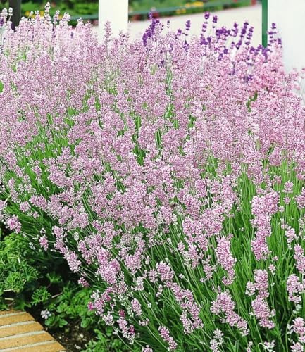 BALDUR Garten 9x Duft-Lavendel Rosa Lavendel Pflanzen im 9x9 cm-Topf | Lavandula angustifolia, winterharte Staude, trockenresistent, mehrjährig & pflegeleicht, lockt Bienen an