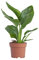 PLNTS - Strelitzia Reginae Oiseau Du Paradis (Oiseaux de paradis) - Plante verte - Plante d'intérieur en 13 cm Pot - Hauteur 30 cm