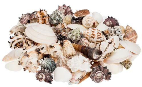 NaDeco Muschelmix, 'Large', Gewicht ca. 1kg | Deko-Muscheln und Deko-Schnecken | Bastelmuscheln | Muscheln zum Basteln | Deko-Muscheln | Deko-Schnecken | Maritime Dekoration | Muscheln und Schnecken