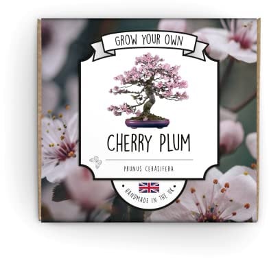 Grow Your Own Bonsai Tree Kit - Cherry Plum - Complete Beginner Starter Kit | Easy to Use Instructions | Handmade in UK | Gift for Any Ocassion | Gardening Gifts for Any Age | Crafts Hobby Kit