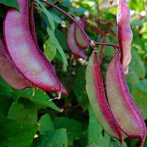 Benoon Hyazinthenbohnensamen, 50 Stück/Beutel Hyazinthenbohnensamen Saftige Hochkeimende Lila Lablab Purpureus-Gemüsesamen Für Die Landwirtschaft Saat