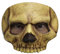 Skully Maske des Grauens aus Latex - Erwachsenen Horror Kostüm Augenmaske Schädel Skelett Totenkopf - ideal für Halloween, Karneval, Motto- & Grusel-Party