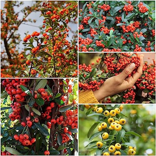 50 pcs feuerdorn pflanze samen - obst samen exotische pflanzen winterhart,Pyracantha fortuneana, hochbeet balkon obstsamen luftreinigende zimmerpflanzen obst frisch bio saatgut bäume
