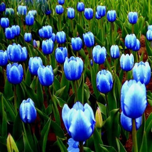 Tulip Bulbs for Planting Now UK Ornamental Perennial Excellent Display Plant Bulbs Greening Flower Good for Containers Natural Organic Easy Plant Perennial-5Bulbs-F
