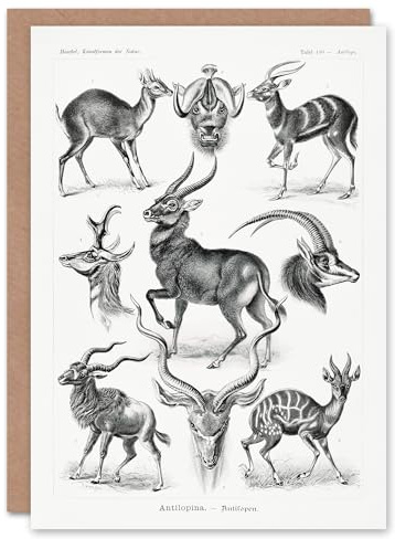 Artery8 Ernst Haeckel Art Card Art Forms of Nature Antilope
