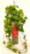 POWERS TO FLOWERS - VITE AMERICANA RAMPICANTE ROSSA, PARTHENOCISSUS WEITCHII ALTEZZA 50CM, Pianta vera