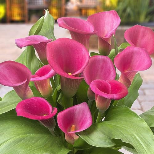 Pink Passion (Rosa) Zantedeschia Calla Lilien Zwiebeln, 5 echte und große Knollen, die mehr als 5 Blüten tragen, Ideale Gartenpflanze, Blumenzwiebeln aus Holland (kein Samen und nicht künstlich)