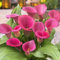 Pink Passion (Rose) Zantedeschia bulbes de lys Calla, 5 vrais et gros bulbes portant plus de 5 fleurs, plante de jardin idéale, de Hollande (pas de graines et pas artificiels)