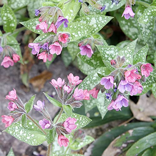 lungenkraut pflanzen samen - Pulmonaria rubra - Pulmonaria officinalis - samen geschenk balkonpflanze gartenblumen blumen büropflanzen blumensamen bienenwiese 250 Stück