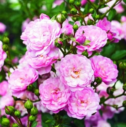 2x Bodendeckerrose 'The Fairy' - Rosa 'The Fairy' - Topf - Beliebte Gartenrose für Beet und Rabatten