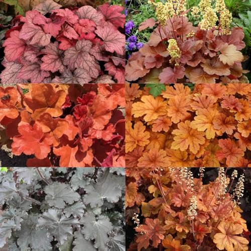 Purpurglöckchen rot-braunlaubig, Topf-Ø 12 cm, 3er-Set