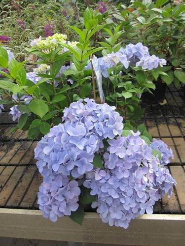 Garland Hydrangea macrophylla French Bolero ® - Girlanden-Hortensie - 30-40 cm
