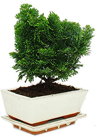 Exotenherz - Outdoor-Bonsai - Chamaecyparis - Scheinzypresse - 3-4 Jahre alt - incl. Untersetzer