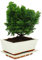 Exotenherz - Outdoor-Bonsai - Chamaecyparis - Scheinzypresse - 3-4 Jahre alt - incl. Untersetzer