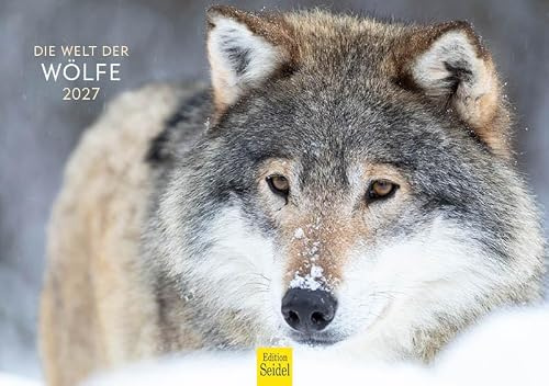 Edition Seidel Premium Kalender Wölfe 2027 Format DIN A5 Wandkalender Tierkalender Tiere Wildtiere Rudel Wolf Wald Natur
