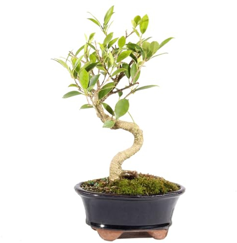 Brussel's Bonsai - Small Live Ficus Bonsai Tree, 4-Year