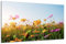 DARO Design - Wand-Bild auf 6mm HDF 70x50 cm Blumenwiese gelb - Wand-Deko Bilder Geschenk