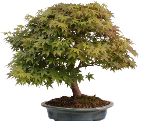 Bonsai - A. palmatum, Japanischer Fächerahorn 218/245