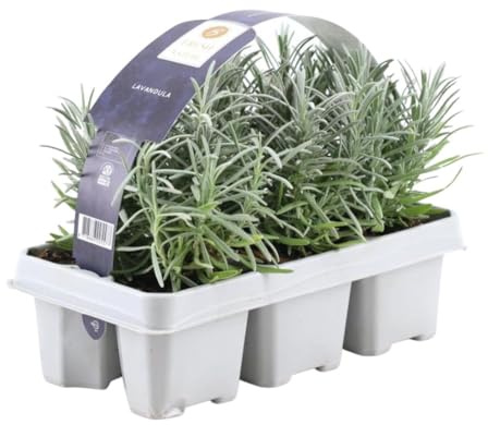 Trendyplants - Lavender angustifolia - 24 pièces - Lavande - Rustique - Hauteur 10-20 cm - Taille du pot Ø7cm