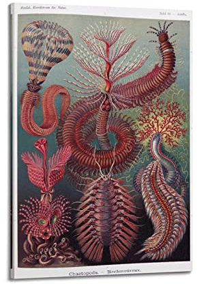 JAHER Ernst Haeckel Gemälde Kunstwerke - (Kunstformen Der Natur - Trichopoda) Poster Kunst Leinwand Malerei Dekor Wanddruck Foto Geschenke Zuhause Moderne Dekorationen 60 x 90 cm