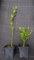 Poncirus trifoliata 'Flying Dragon' (De Semis) / Orange trifoliée naine/Godet/Agrume