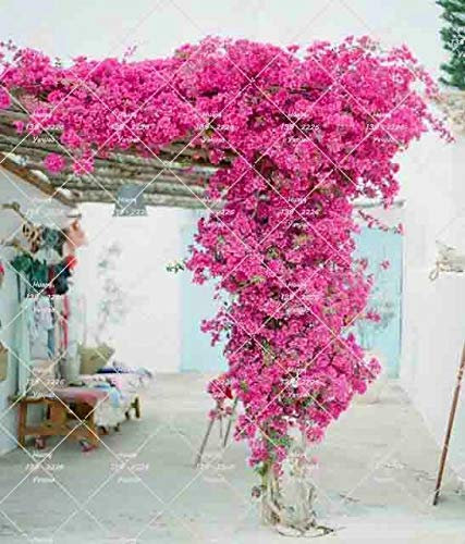 seedsown 50Pcs Kletterpflanze Bougainvillea Bunte Bougainvillea spectabilis Willd Staudengarten-Blumen-Pflanze: 5