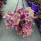 seedsown 50Pcs Kletterpflanze Bougainvillea Bunte Bougainvillea spectabilis Willd Staudengarten-Blumen-Pflanze: 5