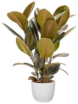 Bonplants Ficus Elastica, Elegante Pianta Vera, Fico del Caucciù, Vaso 21 cm (Abidjan Vaso Bianco)