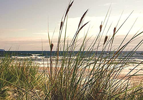 Forwall - Vlies Fototapete Gras Dünen Strand Meer Ostsee Natur Landschaft 208x146 cm - Fototapeten - Tapeten - für Wohnzimmer Schlafzimmer - Vliestapete Wandtapete Tapete 3D Effekt- inkl. Kleister