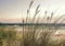 Forwall - Vlies Fototapete Gras Dünen Strand Meer Ostsee Natur Landschaft 208x146 cm - Fototapeten - Tapeten - für Wohnzimmer Schlafzimmer - Vliestapete Wandtapete Tapete 3D Effekt- inkl. Kleister