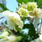 - Clematis cirrhosa Seeds