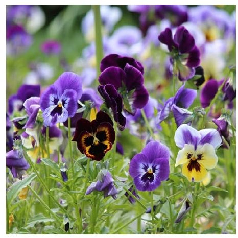 Wild Pansy or Heart's Easy/Viola Tricolor/British & European Wildflower/Edible/Hardy/Seeds
