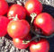 5 Sätze von 25 Samen Matina-Fleischtomate Samen